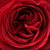 Rdeča - Vrtnice Floribunda - Look Good Feel Better™